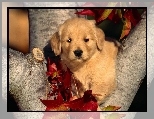 Szczeniak, Golden retriever